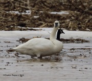 6s3a1030tundraswan