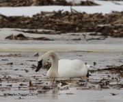 6s3a1044tundraswan