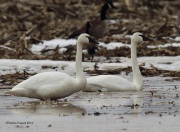 6s3a1059tundraswans
