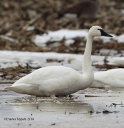 6s3a1069tundraswan