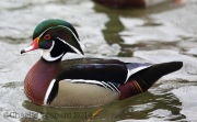 6s3a1487malewoodduck