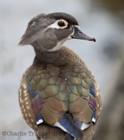6s3a1499woodduck