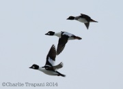 6s3a1755commongoldeneyes