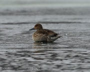 6s3a1791northernpintail