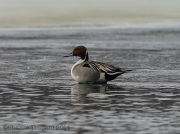 6s3a1794northernpintail