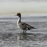 6s3a1796northernpintail
