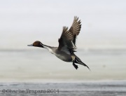 6s3a1803northernpintail