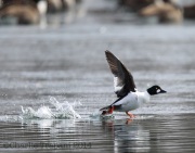 6s3a2080commongoldeneye
