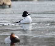 6s3a2133commongoldeneye