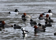 6s3a2268commongoldeneyes