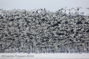 6s3a2441snowgeesemass