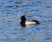 6s3a2623lesserscaup