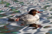 6s3a2666femalecommonmerganser