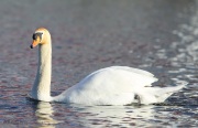 6s3a2688muteswan