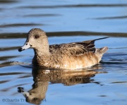 6s3a2716femaleamericanwigeon