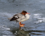 6s3a3093commonmerganser
