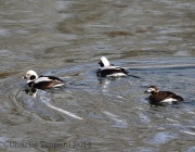 6s3a3159long-tailedducks