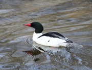 6s3a3233malecommommerganser