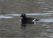 6s3a3283white-wingedscoter