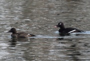 6s3a3286white-wingedscoters