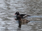 6s3a3289white-wingedscoters
