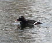 6s3a3326whitewingedscoter