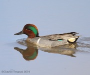 6s3a4467green-wingedteal