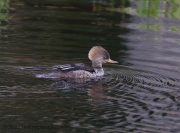 6s3a6414femalehoodedmerganser-copy