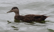 img_0140americanblackduck