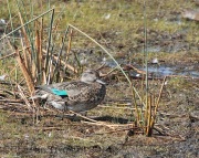 img_4751greenwingedteal