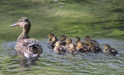 img_7915mallard_12chicks