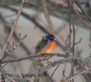 6S3A8104PAinted_Bunting