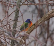 6S3A8541Painted_Bunting