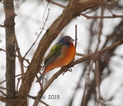 6S3A8554Painted_Bunting