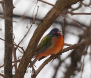 6S3A8566Painted_Bunting