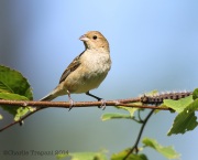 6s3a0781femaleindigobunting
