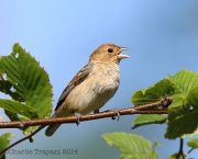 6s3a0785femaleindigobunting