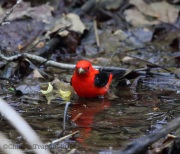 6s3a1201scarlettanager_birdbath