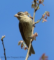 6s3a1720rosebreastedgrosbeak