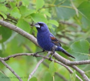 6s3a2077bluegrosbeak_bethlehem_pa