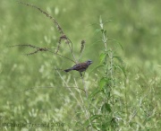 6s3a2113female_bluegrosbeak_bethlehem_pa