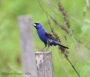 6s3a2119bluegrosbeak_bethlehem_pa