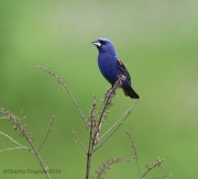 6s3a2129bluegrosbeak_bethlehem_pa