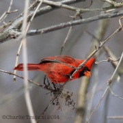 6s3a2516northerncardinal