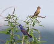 6s3a2756bluegrosbeaks