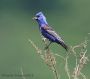 6s3a2797malebluegrosbeak