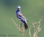 6s3a2819bluegrosbeak