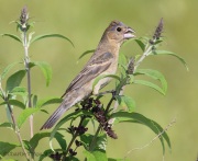 6s3a2824femalebluegrosbeak