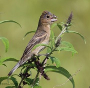 6s3a2828femalebluegrosbeak