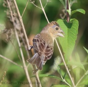 6s3a2858femalebluegrosbeak